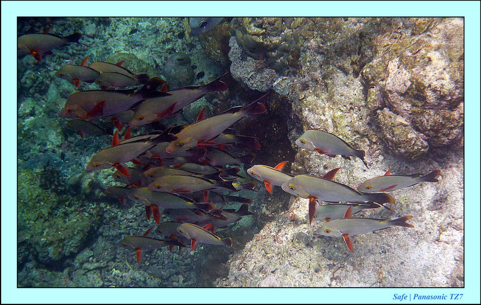 2011 - 08 - Borneo - Sipadan 090